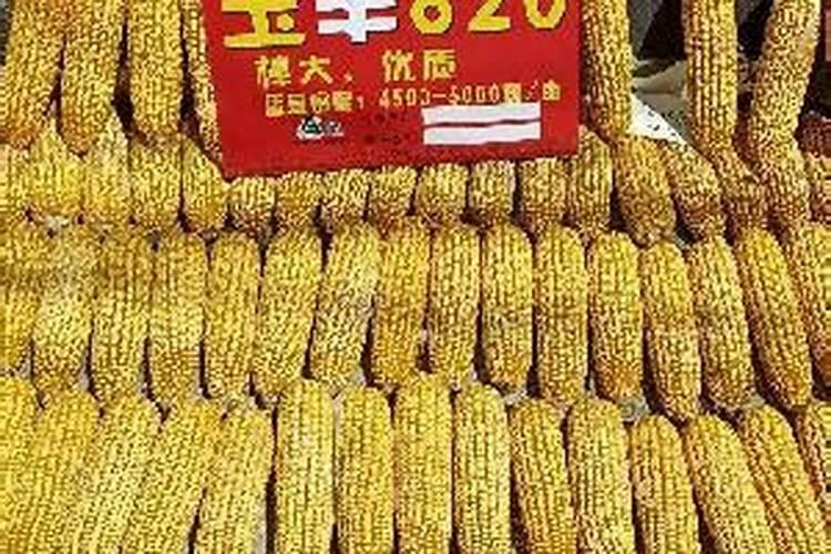 种玉米用什么化肥最好？