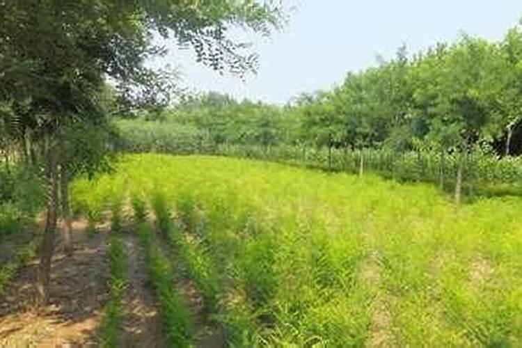 双季国槐用什么肥料最好？