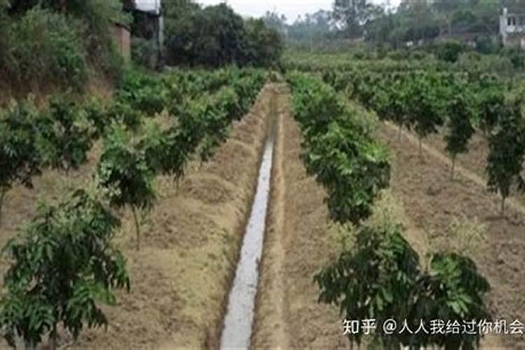 黄皮树怎样促花保果