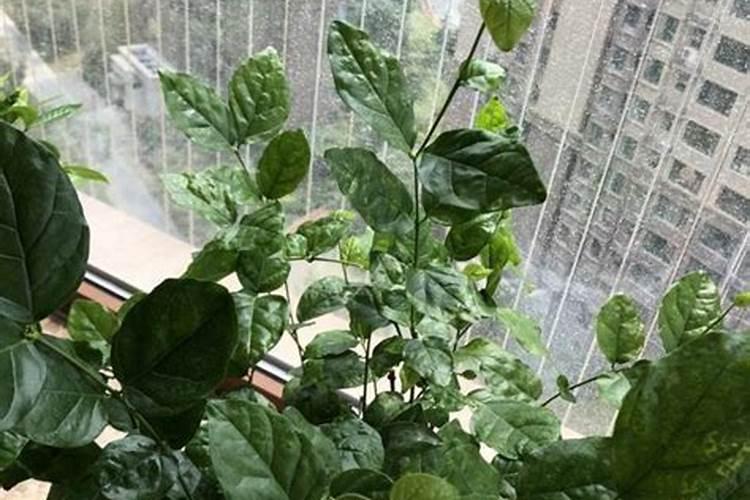 栀子花为什么只长叶子不开花