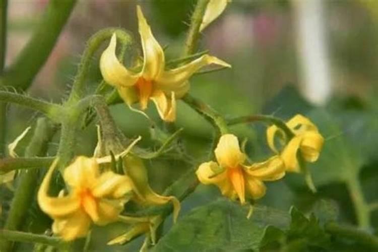 西红柿开花期如何浇水施肥