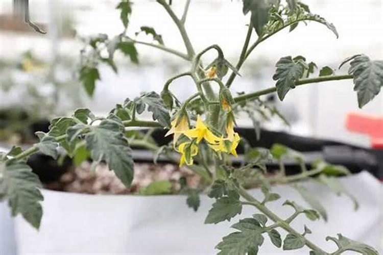 西红柿刚开花冲什么肥
