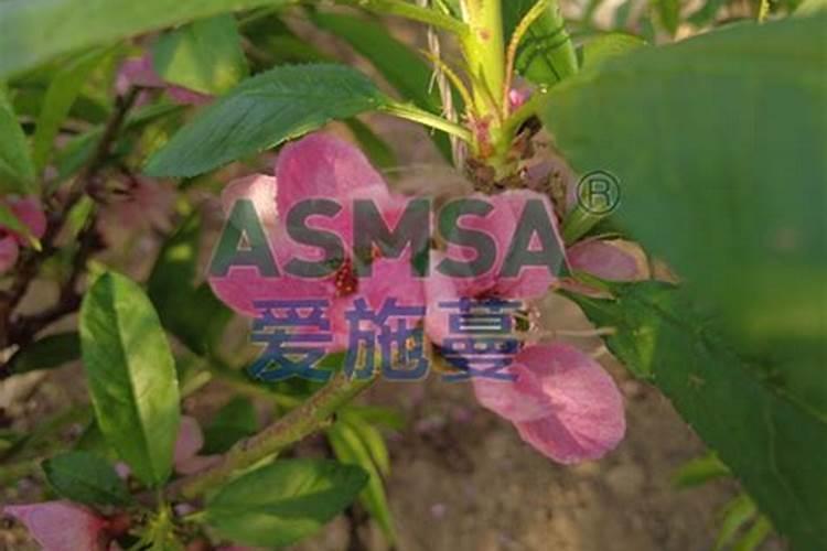 葵花饼喂牛有什么营养