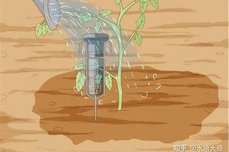 如何判断你的花该施什么肥？
