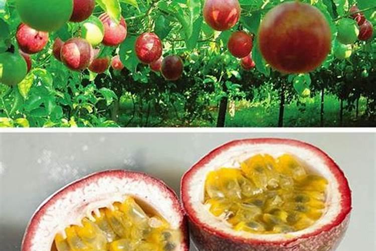 百香果浇什么肥料