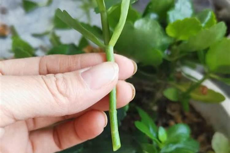 蔷薇花施肥施什么肥料