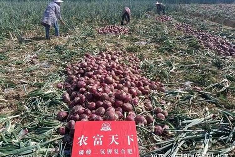 洋葱养护需要注意什么 洋葱后期管理技巧