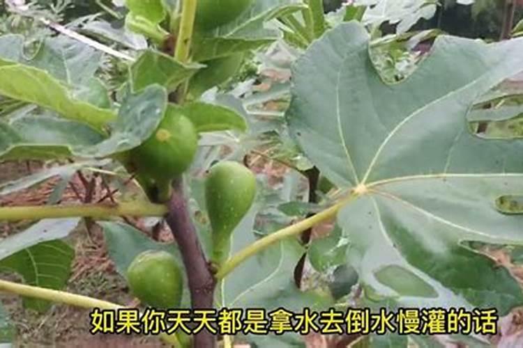 玉米打叶面肥好还是追尿素好