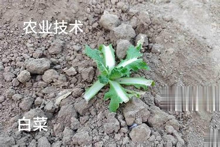 菜苗什么时候施肥合适