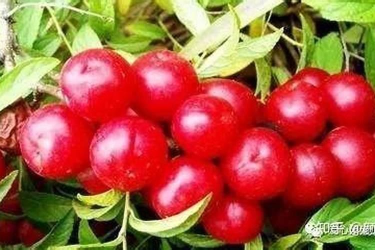 果树缺钙用什么肥料最适合