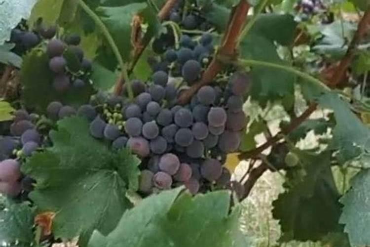 种葡萄用什么肥料