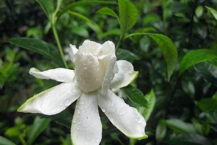 氮肥可以兑水浇花吗