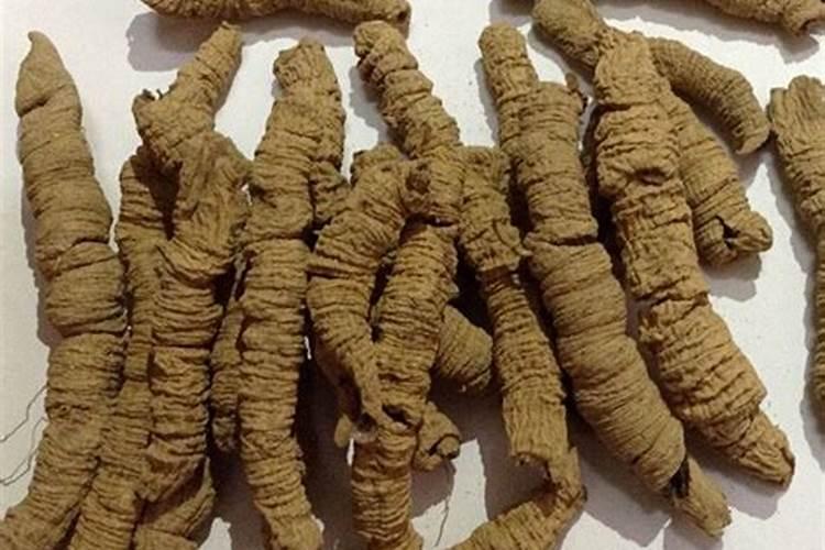 巴戟天栽培方法注意事项