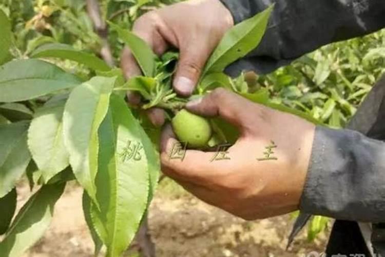 水溶肥桃树一亩用多少斤