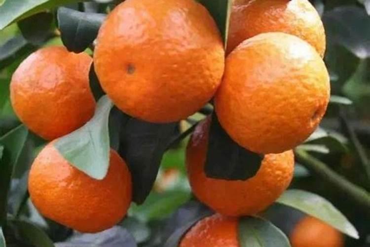 种柑橘用什么肥料最好