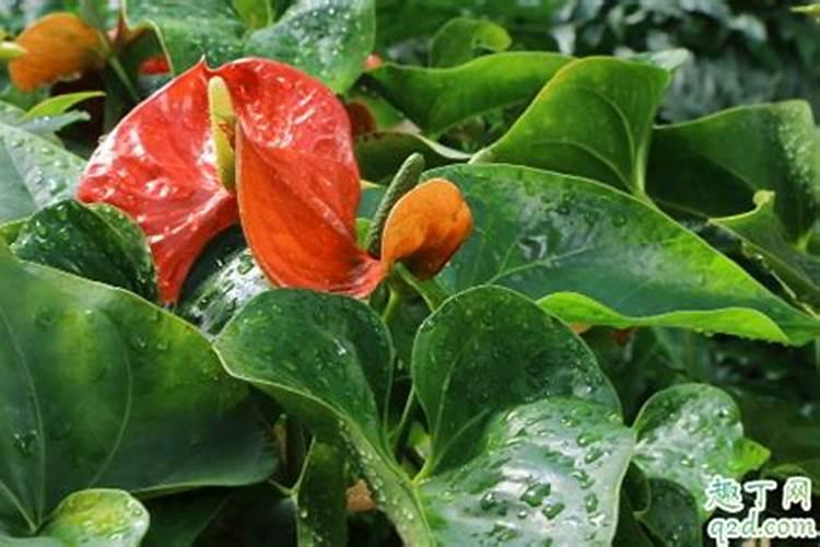 水培红掌怎样才能开花