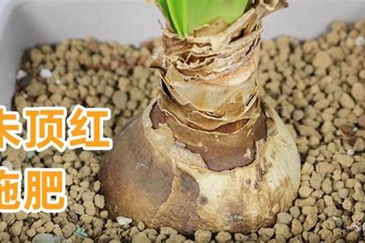 朱顶红施什么肥最好