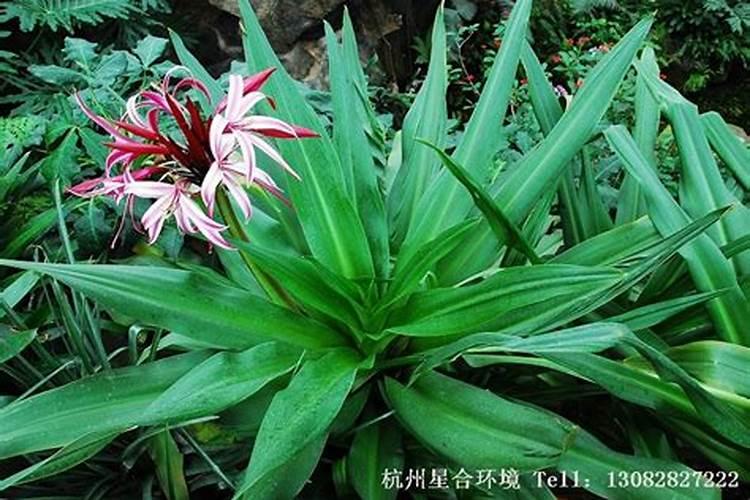 文殊兰的养殖方法