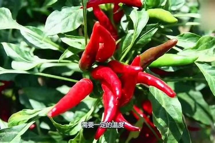 辣椒施肥,要哪种肥比较好