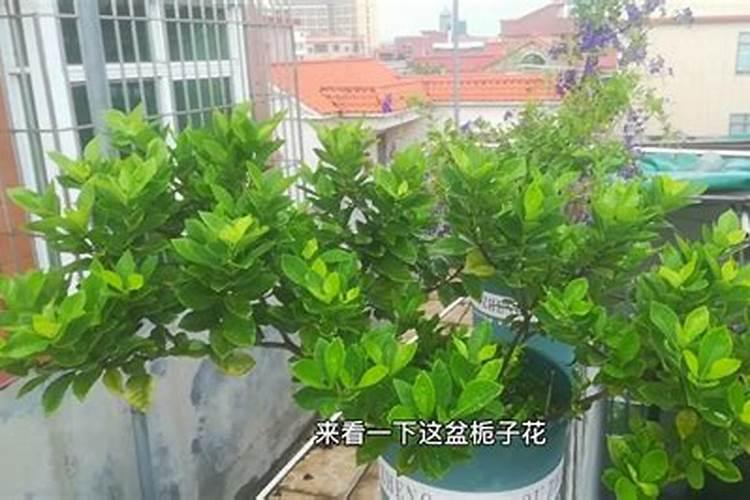 家庭养花用什么做氮磷钾肥料？