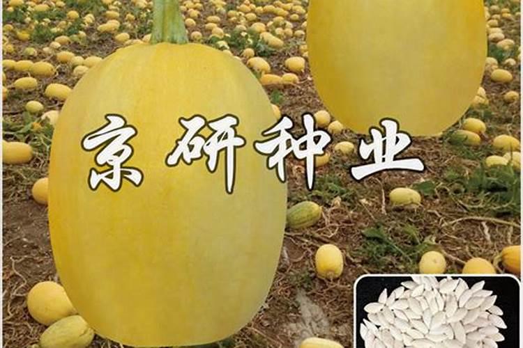 打籽西葫芦怎么种才结的多 打籽西葫芦如何种才结的多