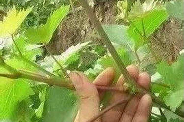 葡萄树用什么肥料长得快？