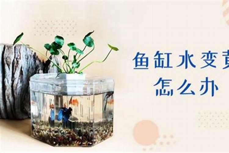 马灌木是什么树木材能做什么？
