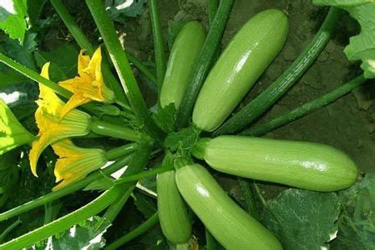 牡丹花什么时候施肥好