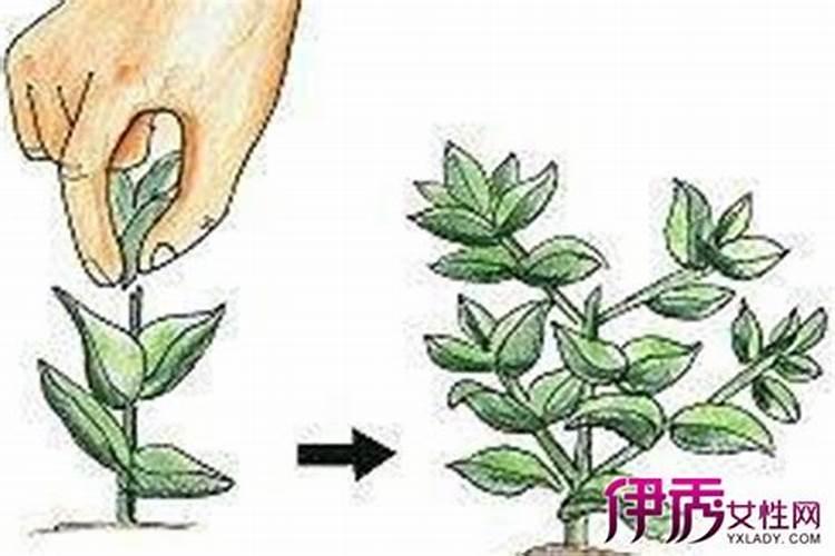 番茄摘心打顶时间与方法