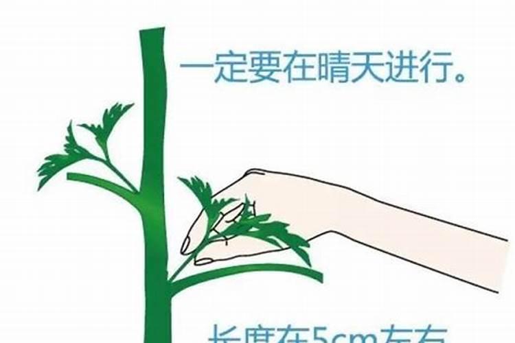 番茄摘心打顶时间与方法