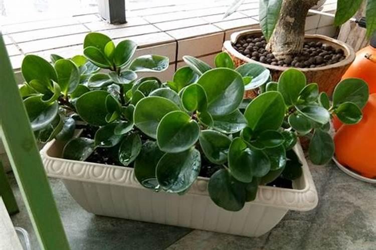 盆栽植物多久施肥一次施什么肥料