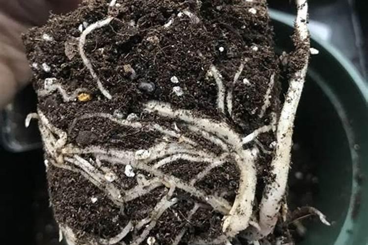 发财树烂根处理后怎么浇水