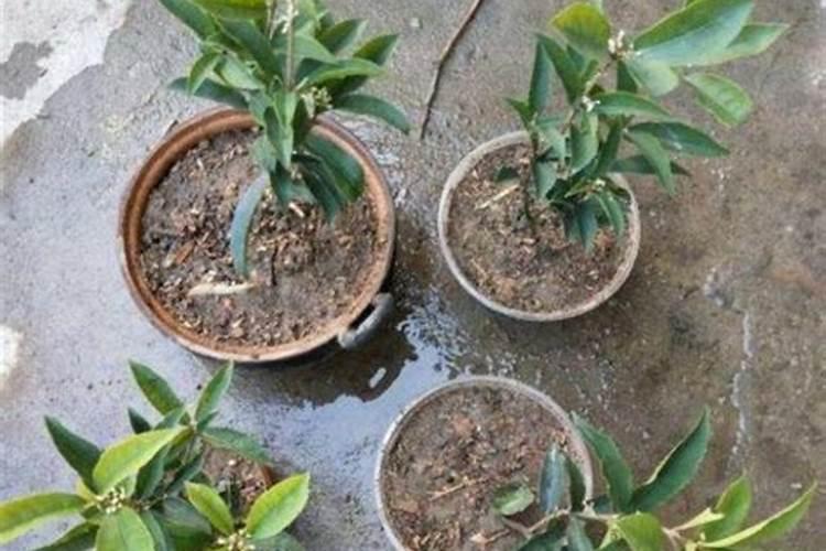 桂花树家养方法