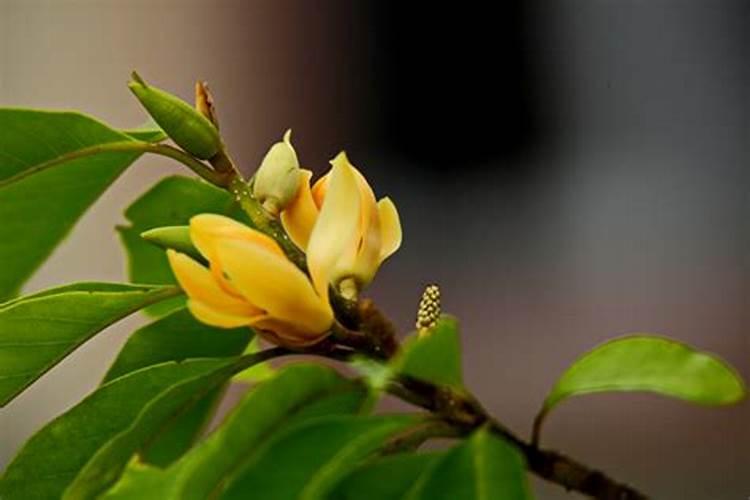 黄土可以种花吗