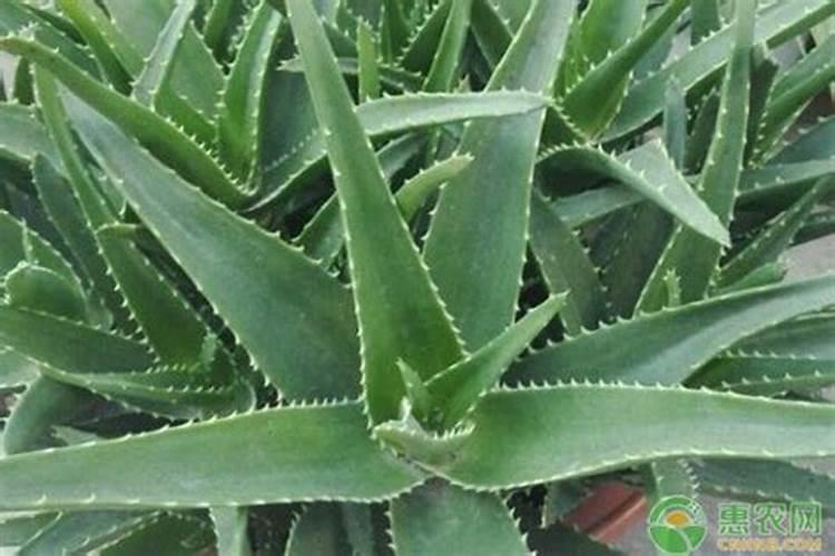 芦荟怎么浇水才正确？