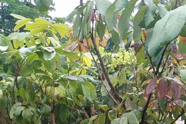 有机蔬菜基地允许使用的农药种类有哪些
