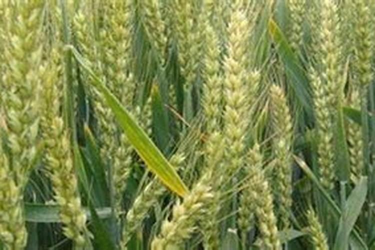 小麦喜欢什么肥料 附用量和用法