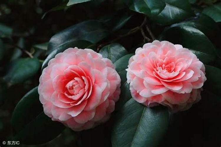 茶花的施肥方法是什么？