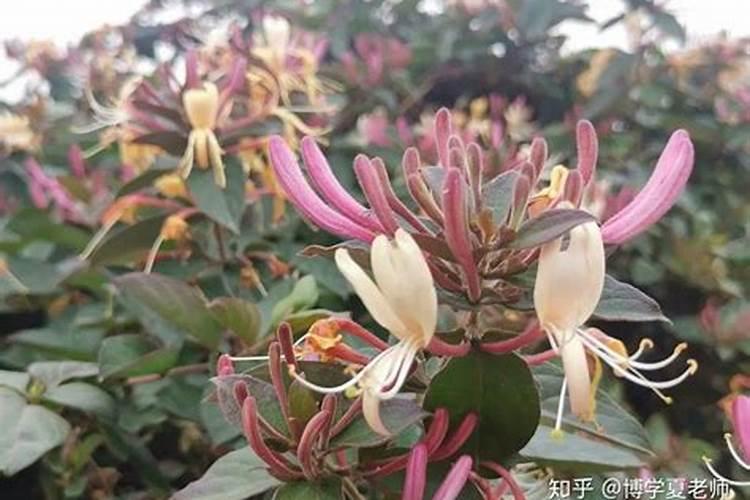葡萄可以叶面喷硫酸钾吗？