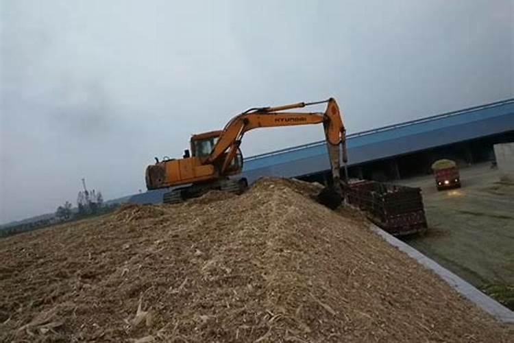 如何种植青储玉米种植相关方法
