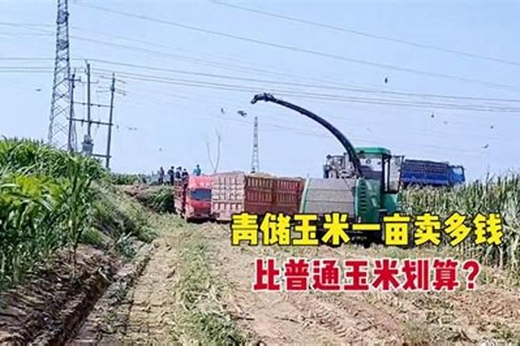 如何种植青储玉米种植相关方法