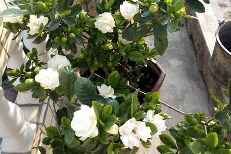 磷酸二氢钾适合哪些花