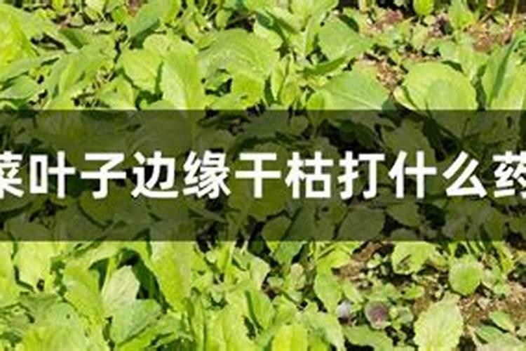 白菜冻害后喷磷酸二氢钾可以吗？
