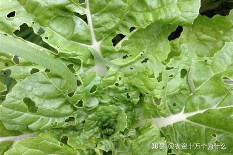 玉米叶面肥可以打茄子白菜吗？