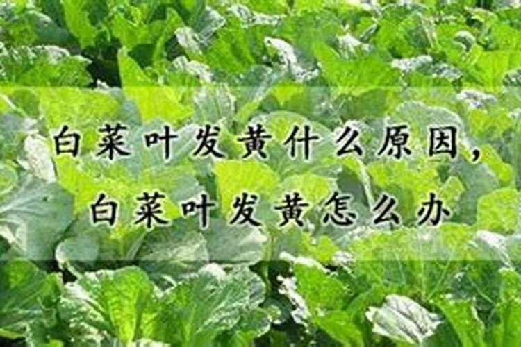 流体硼叶面肥的用量及使用