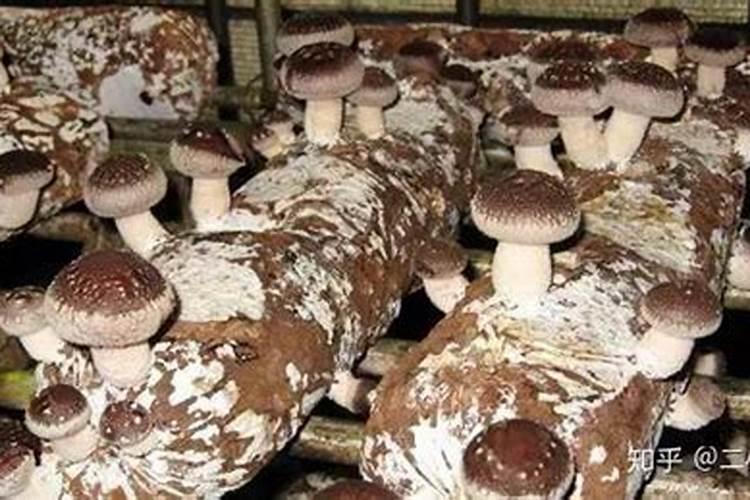 桃树的最佳施肥时间