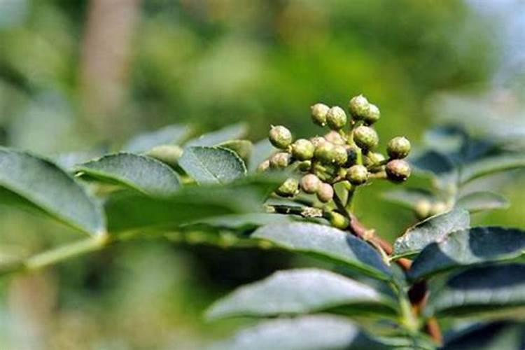 苹果树什么时候打上色药