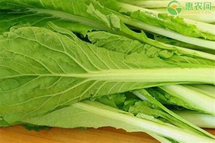 砖缝里种白菜怎样施肥呢？