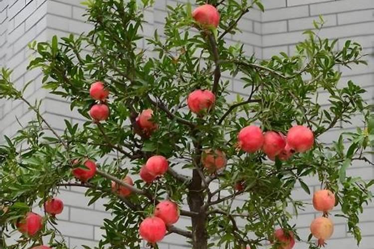 石榴花什么时候开花