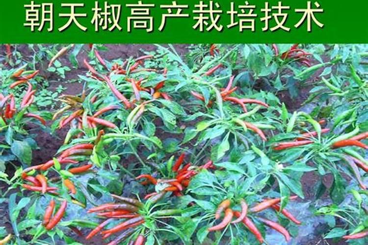 朝天椒用什么肥料最好